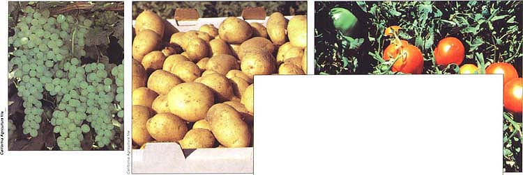 Above and right, grapes, potatoes and tomatoes are among the crops whose production might suffer under strict enforcement of the Delaney Clause.