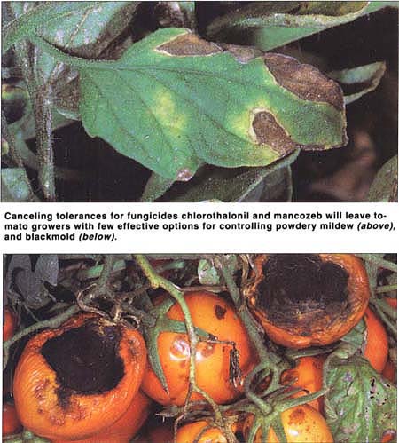 Canceling tolerances for fungicides chlorothalonil and mancozeb will leave tomato growers with few effective options for controlling powdery mildew (above), and blackmold (below).