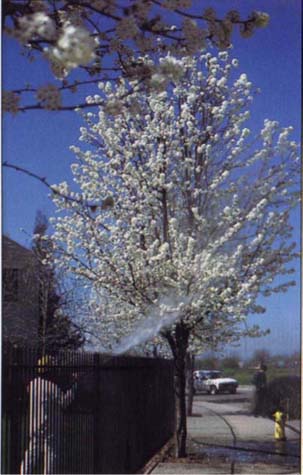 Ethephon spray being applied to ‘Aristocrat’ flowering pear at full bloom, the optimum application time (March 1989).