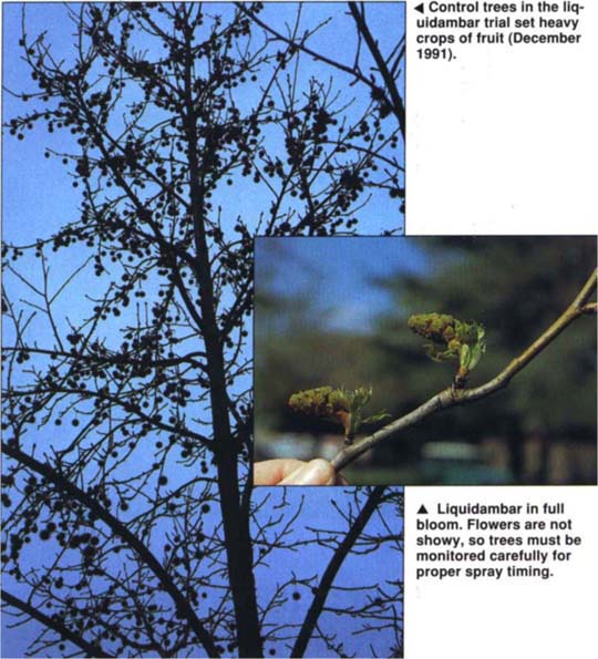 Control trees in the liquidambar trial set heavy crops of fruit (December 1991).Liquidambar in full bloom. Flowers are not showy, so trees must be monitored carefully for proper spray timing.