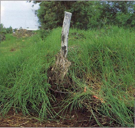 Kikuyugrass is an extremely aggressive perennial weed. Here it engulfs a barbed wire fence. (Photo by Clyde Elmore, Extension Weed Scientist, UC Davis)