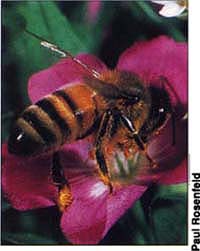 AHBs look virtually the same as this European honey bee.