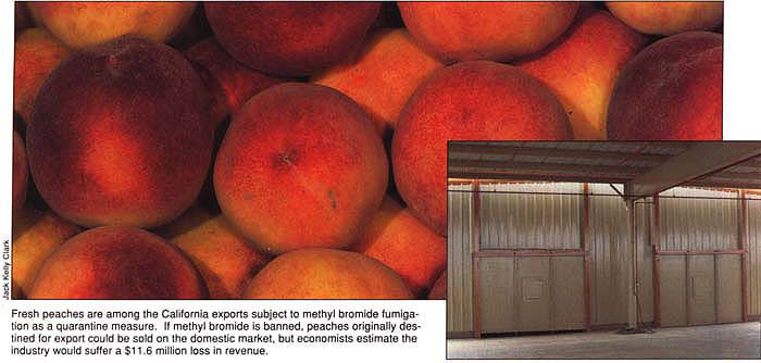 Fresh peaches are among the California exports subject to methyl bromide fumigation as a quarantine measure. If methyl bromide is banned, peaches originally destined for export could be sold on the domestic market, but economists estimate the industry would suffer a $11.6 million loss in revenue.
