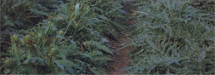 Comparison of sections of a commercial annual artichoke field treated with GA3 at 20 ppm starting 6 weeks after transplanting (left side) and untreated rows (right side) near first harvest on November 3, 1992.