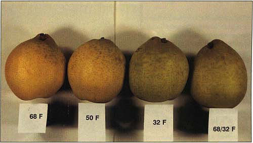Skin color of ‘Ya Li’ turned to bright yellow after one month of storage at 20°C (68°F) and to light yellow after one month of storage at 10°C (50°F).