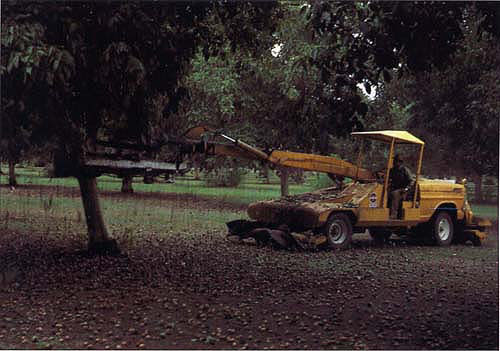Mechanically shaking the walnut crop off the tree is one of the first steps of harvest.