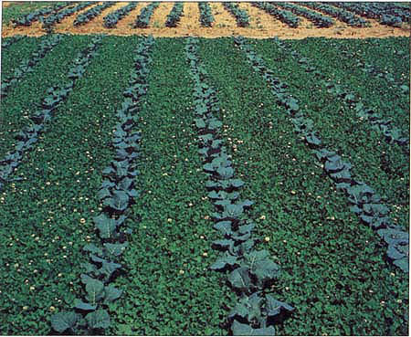 At right, broccoli/white clover living mulch, 28 days after planting, fall 1990. The clean cultivated control can be seen in the background.