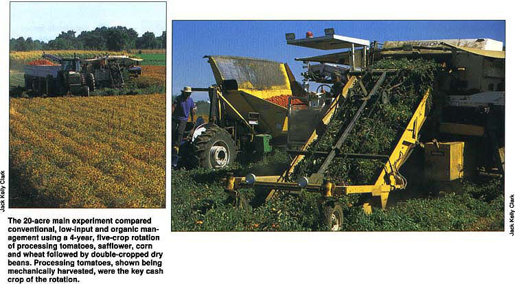 The 20-acre main experiment compared conventional, low-input and organic management using a 4-year, five-crop rotation of processing tomatoes, safflower, corn and wheat followed by double-cropped dry beans. Processing tomatoes, shown being mechanically harvested, were the key cash crop of the rotation.