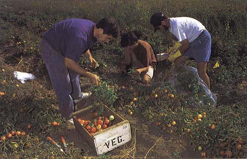 In addition to machine harvests, tomatoes were hand harvested to verify yield data.