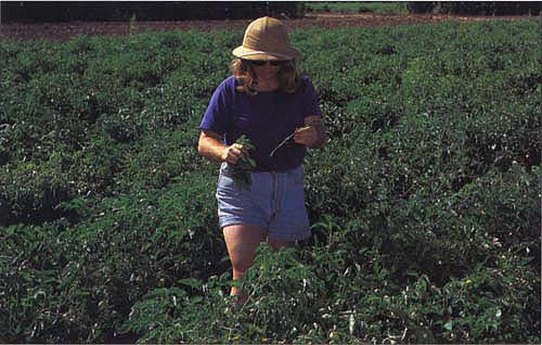 Agronomist Diana Friedman takes tomato petiole samples. Plant tissue and soil samples were taken to assess the amount of nitrogen contributed by cover crops.