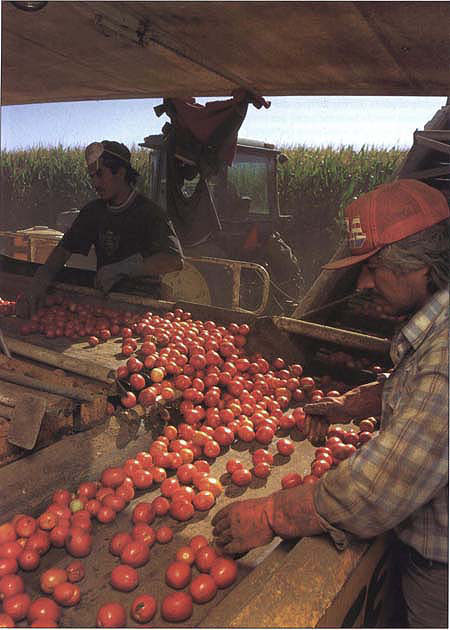 Processing tomato yields and organic price premiums were the most important factors determining relative whole-farm profit because tomatoes contributed over 55% of the cash value in each system.