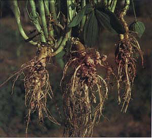 Above bottom: Nitrogen-fixing Rhizobium bacteria live in nodules on legumes, such as berseem clover shown here.