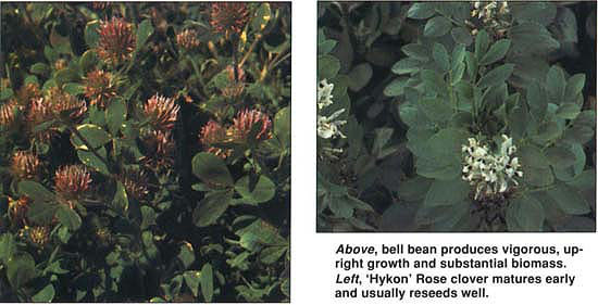 Above, bell bean produces vigorous, upright growth and substantial biomass. Left, ‘Hykon’ Rose clover matures early and usually reseeds well.