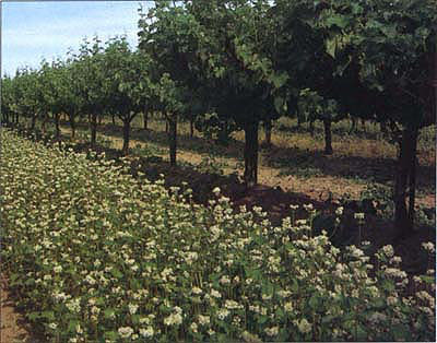 Above top, summer annual buckwheat flowers early and is used in some vineyards to attract a diversity of beneficial insects.