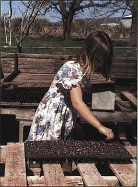 CSA members are invited to the farm for work days. Davis resident Heather Feenstra, 8, plants seeds.