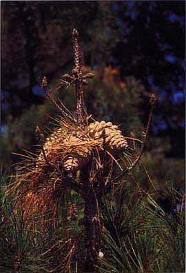 Female cones abort before or after reaching full size, and remain closed on infected whorls.