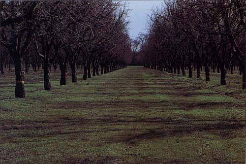 Alternate-year pruning may be more suitable for prune orchards with widely spaced trees like this, than vigorous orchards planted to higher tree densities.