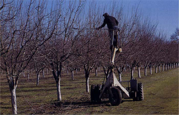 An alternate-year pruning may take up to 30% longer than an annual pruning due to increased vegetative growth between prunings. Because of the additional time that may be needed to prune, alternate-year pruning did not consistently lead to better net revenues per tree.