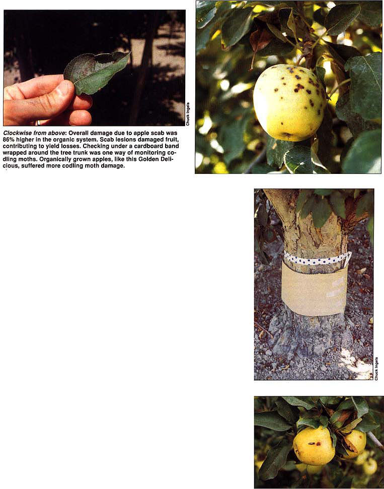 Clockwise from above: Overall damage due to apple scab was 86% higher in the organic system. Scab lesions damaged fruit, contributing to yield losses. Checking under a cardboard band wrapped around the tree trunk was one way of monitoring codling moths. Organically grown apples, like this Golden Delicious, suffered more codling moth damage.
