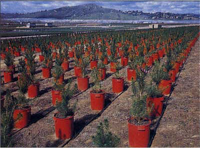 Pitch canker is killing trees at some Southern California lots where patrons can cut their own Christmas tree. At nurseries like this one, which raises container-grown Monterey pines, growers are keeping an eye out for signs of the disease. 