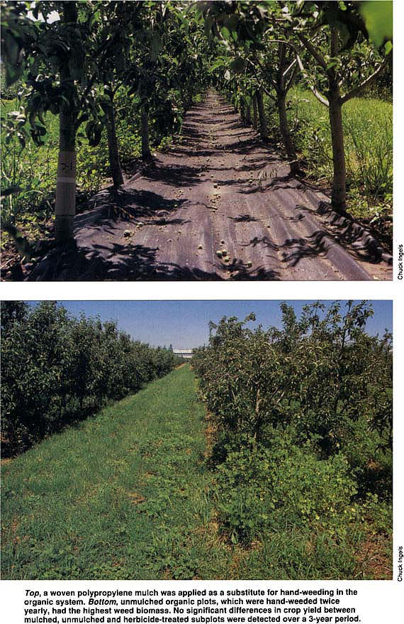 Top, a woven polypropylene mulch was applied as a substitute for hand-weeding in the organic system. Bottom, unmulched organic plots, which were hand-weeded twice yearly, had the highest weed biomass. No significant differences in crop yield between mulched, unmulched and herbicide-treated subplots were detected over a 3-year period.