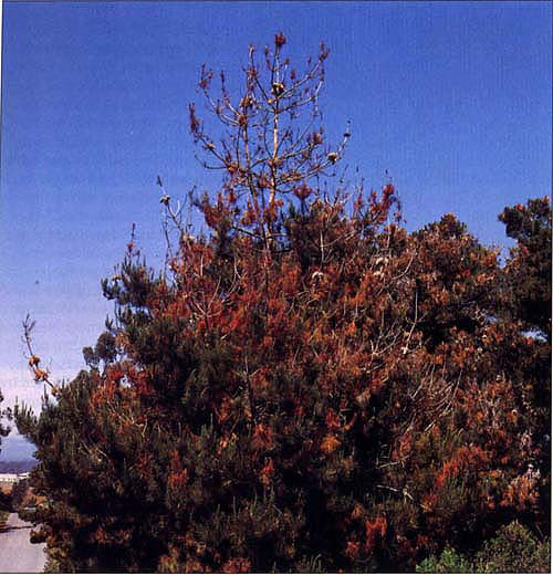 Bark beetles are closely associated with the mortality of trees affected by the pitch canker pathogen, like the dead and diseased Monterey pine shown here.