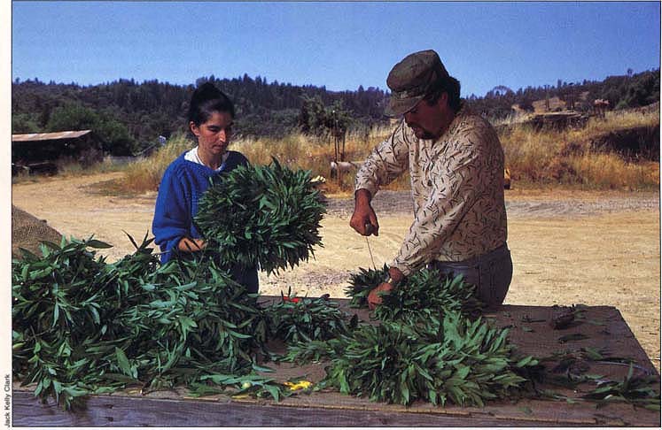 Establishing other enterprises, such as value-added processing and marketing, can extend the employment season for farmworkers. Making bay leaf wreaths, as shown above, is one example.