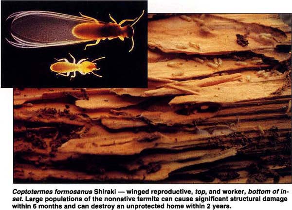 Coptofermes formosanus Shiraki—winged reproductive, top, and worker, bottom of inset Large populations of the nonnative termite can cause significant structural damage within 6 months and can destroy an unprotected home within 2 years.