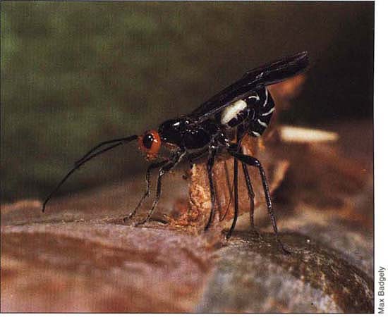 The introduction of natural enemies like the larval parasite, Syngaster lepidus, shown ovipositing through the bark, should result in lower beetle populations and lower levels of tree mortality.
