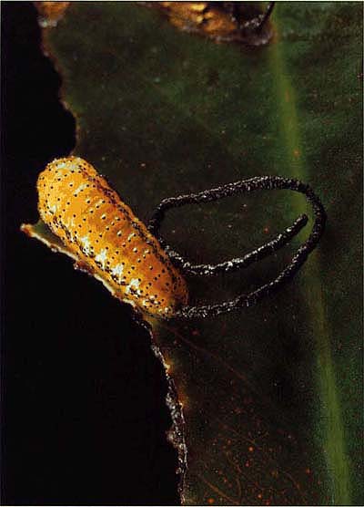 While eucalyptus snout beetle larvae feed, they produce a fecal chain, in which the pellets remain linked to form a long coiling filament.