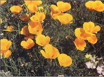 Above, California poppies and mixed wild-flowers planted along the orchard's border provide nectar and pollen to improve the biological diversity of insects.