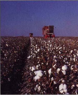 Crop insurance is more attractive for some crops than others. Cotton growers prefer to hedge on the futures or options market.