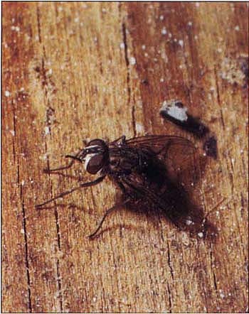 Biting stable flies rest on surfaces with their bodies at an angle and their bayonetlike mouthparts extending forward. The mouth-parts have rasping teeth at the tip to lacerate the skin during blood feeding.