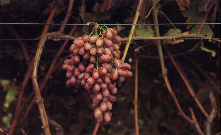 Poor color and small berry size associated with ‘Crimson Seedless’, a late-season, seedless table grape variety, may be improved with cultural practices.