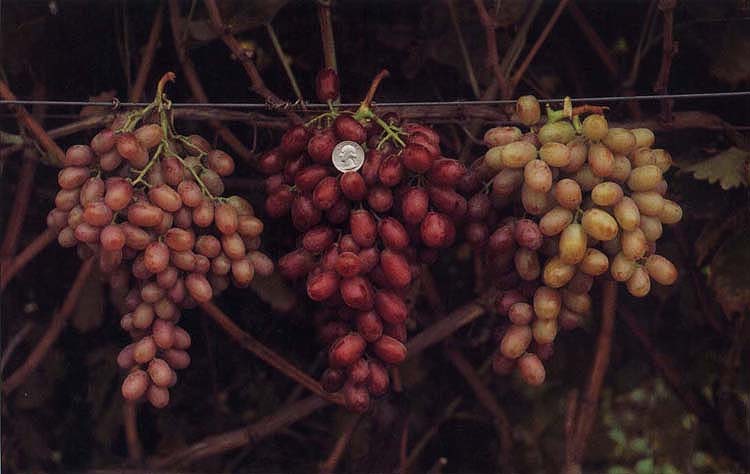 The ‘Crimson Seedless’ table grapes on the left were grown on a vine girdled at fruit set. The vine girdled at fruit set and treated with ethephon at the initiation of berry softening produced the middle cluster, which had largest and brightest red berries. The cluster on the right was grown without girdling and ethephon treatment.
