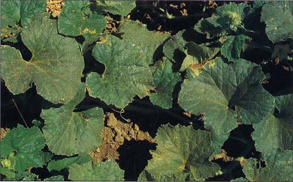 Leaves of honeydew melon plants infected with watermelon mosaic virus showing light and dark green mosaic symptoms.