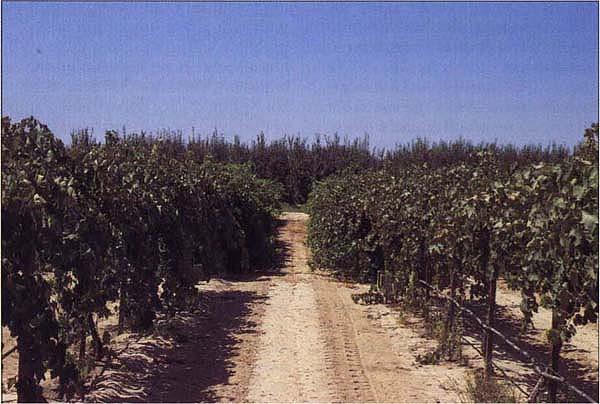 In this ‘Thompson Seedless’ vineyard, irrigation amounts ranged from 0 (vines in fore-ground) to 1.4 times (vines in back) the water amounts given to 2 vines in a weighing lysimeter. Irrigation amounts sequentially increased or decreased in adjacent rows, providing eight replicates of eight irrigation treatments.