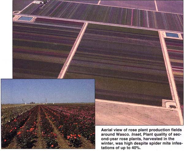 Aerial view of rose plant production fields around Wasco. Inset, Plant quality of second-year rose plants, harvested in the winter, was high despite spider mite infestations of up to 40%.