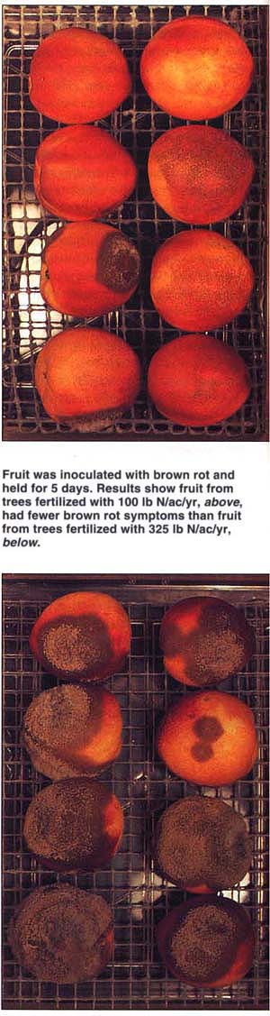 Fruit was inoculated with brown rot and held for 5 days. Results show fruit from trees fertilized with 100 lb N/ac/yr, above, had fewer brown rot symptoms than fruit from trees fertilized with 325 lb N/ac/yr, below.