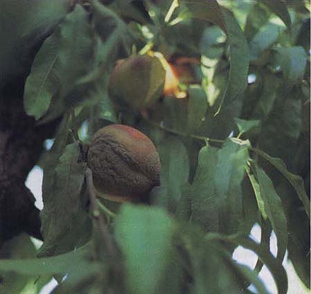 Nectarines infected with brown rot, a major disease of stone fruits caused by the fungus Monilinia fructicola.