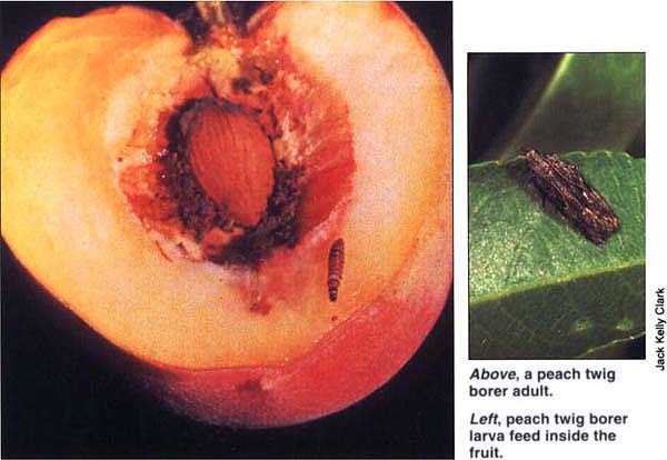 Above, a peach twig borer adult. Left, peach twig borer larva feed inside the fruit.