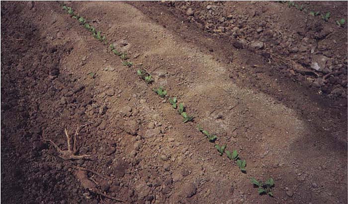 Salt accumulatlon is apparent in the white lines on the soil surface along row crops irrigated with subsurface drip. Salts above the drip tape are driven toward the surface, whereas salts below the tape continue to move down.