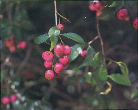 Eugenia, Syzygium paniculatum, is used extensively at Disneyland for hedges and topiary characters.
