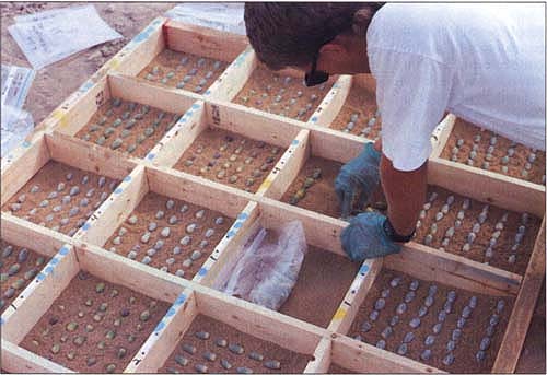 Blue oak acorns from Madera and Kern counties were collected and germinated in these trays, then the seedlings were dug up and evaluated.