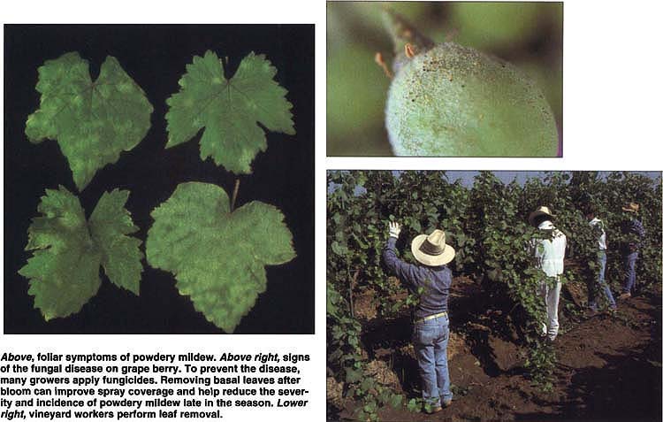 Above, foliar symptoms of powdery mildew. Above right, signs of the fungal disease on grape berry. To prevent the disease, many growers apply fungicides. Removing basal leaves after bloom can improve spray coverage and help reduce the severity and incidence of powdery mildew late in the season. Lower right, vineyard workers perform leaf removal.