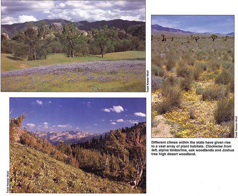 Different climes within the state have given rise to a vast array of plant habitats.Clockwise from bottom left, alpine timberline, oak woodlands and Joshua tree high desert woodland.