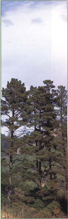 Monterey pine