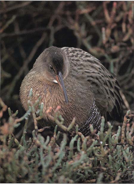 Nationwide, loss of wetlands has attracted scrutiny; 50% of animals and 33% of plants listed as endangered or threatened depend on wetland habitats. Above, the endangered California clapper rail.