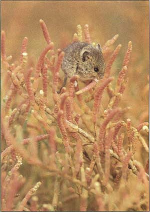 Conflicts have arisen over protection of habitat for endangered species including the salt marsh harvest mouse.
