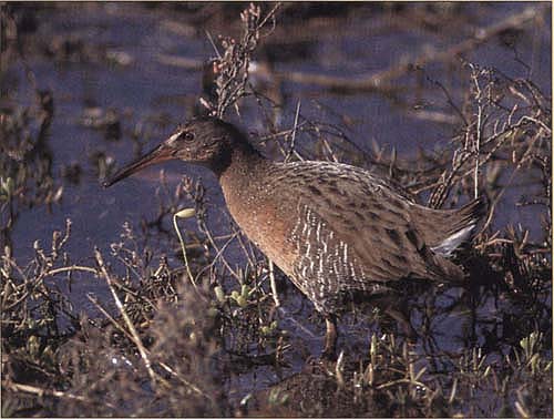 Some exotic animals introduced as beneficial species have become feral pests. Native ground-nesting birds such as the light-footed clapper rail have been devastated by the red fox, which was introduced for fur farms.